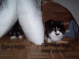 katt